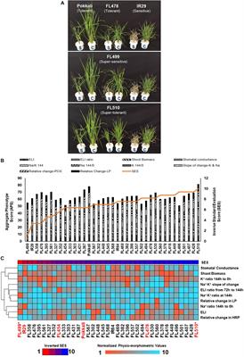 Novel and Transgressive Salinity Tolerance in Recombinant Inbred Lines of Rice Created by Physiological Coupling-Uncoupling and Network Rewiring Effects